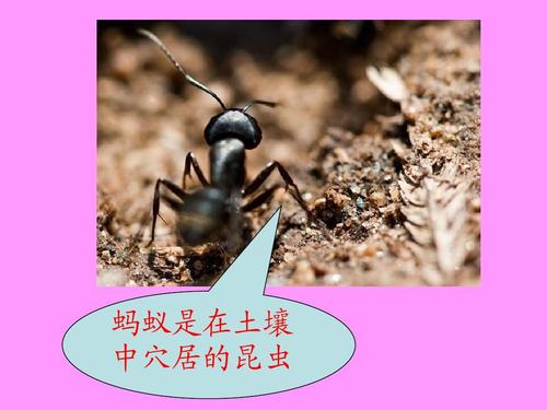 蚂蚁带给我的触动感500字