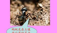 蚂蚁带给我的感动_500字