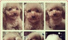 我家的小狗_400字