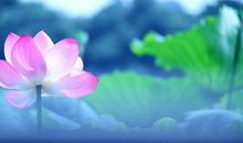 关于善良的作文：善良的种子会开花_2000字