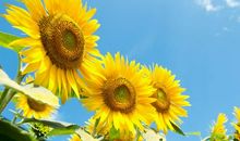 内心的谴责与倾诉_500字