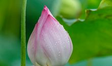 夏天里的发现_450字