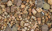 奇怪的石头_150字