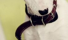 痴迷上网，害处多多_700字