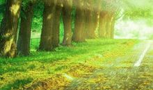 被风吹过的夏天_700字