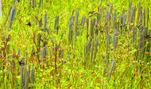 田野沉思_1500字