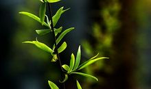 我想，我应该是一只芳菲蝶_900字