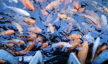 关于暑期的作文：一条鱼水里游，孤孤单单在发愁_3000字