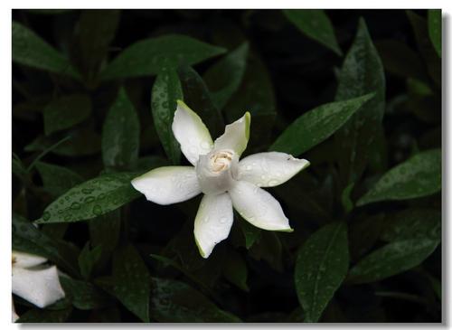 那些garden子花_1000个单词