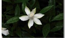 那些栀子花_1000字