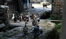 那口老井，逝去的岁月_900字