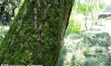 茅盾青少年文学院海选优秀作品：青苔