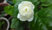 [PK赛]关于夏天的作文：那年夏天，夏花如此灿烂。_450字