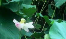 [pk赛]关于夏天的作文：江南的夏天_700字