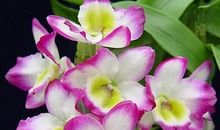 茅盾青少年文学院海选优秀作品：一株小石斛的自白