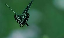 我和彩蝶一起飞舞_650字