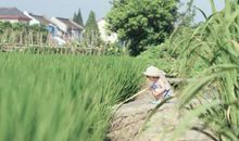 田间的夏天_1200字