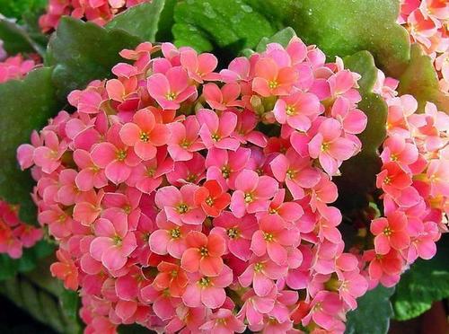 生命是永远不败的花朵_800字