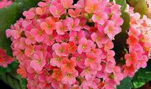 生命是一朵常开不败的花_800字