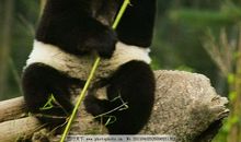 动物优美段落：我家的“国宝熊猫”段落_600字