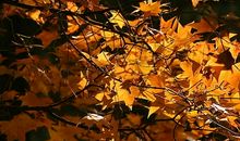 写景作文：临海的梧桐树_800字