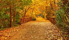 关于落叶的优美段落_600字