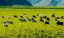 天下最美歌声_1200字