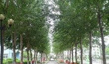 母校的那排白杨树_800字