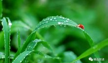 [我的烦恼]永远像棵小草_1200字