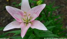 3000年的“百合花”_1500字