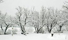 关于春雪的作文：春雪_350字