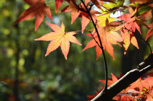 四个季节的构成：四个季节又美丽又美丽_800个单词