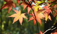 关于四季的作文：四季成风美如生_800字