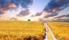 好段好句素材：描写秋天田野的优美段落_250字