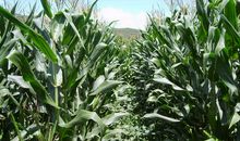 描写秋天玉米长势喜人的好句_1500字