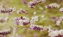 春天的假期_450字