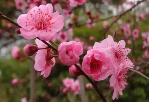 花朵盛开，秋天永不消失_1200字