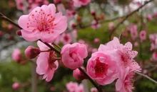 花开花落，逝不去的是那份情_1200字