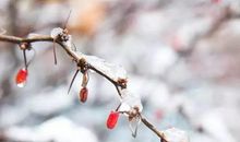 关于雪的作文：雪中往事_450字