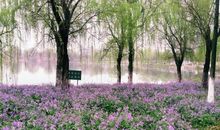 校园的美景_450字