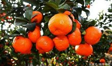 我最喜欢的水果_1000字