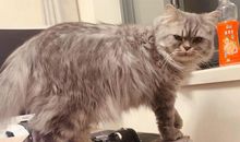 第二十五章-墨涅拉俄斯-海伦波-吕克塞娜