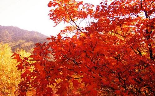描述秋天的枫叶的好部分_3000个单词