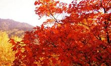 描写秋天枫叶的好段_3000字