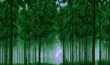 三年级状物作文：美丽的竹林_650字