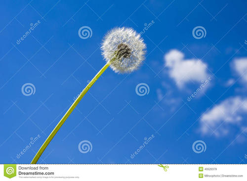 蒲公英飞向天空_450字