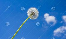 飞向天空的蒲公英_450字