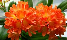 春天，真好_1200字