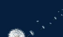 雪一般的蒲公英_650字