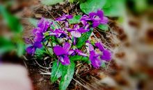 谷雨知时节_750字